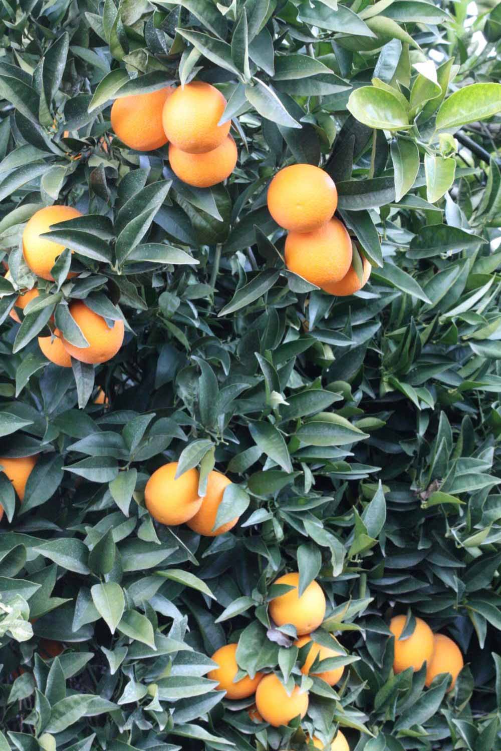              Habit (Lindcove, CA)       